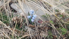 Hyacinthella dalmatica