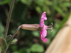 Silene