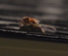 Sphecius