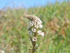 Reseda alba