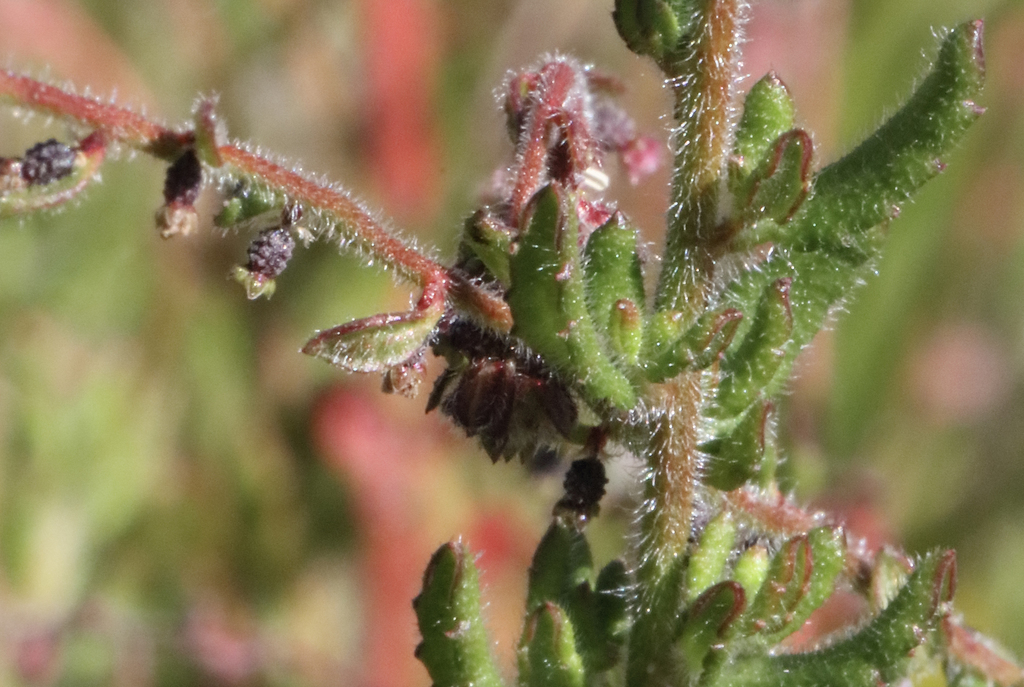 Gonocarpus hirtus
