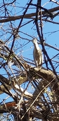 Nycticorax nycticorax