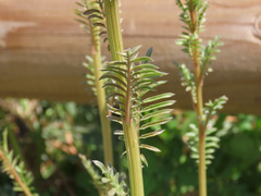 Reseda alba