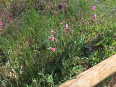 Silene