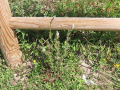 Reseda alba