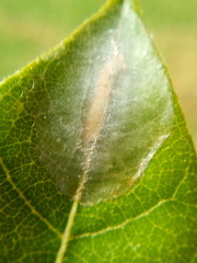 Conopomorpha cyanospila