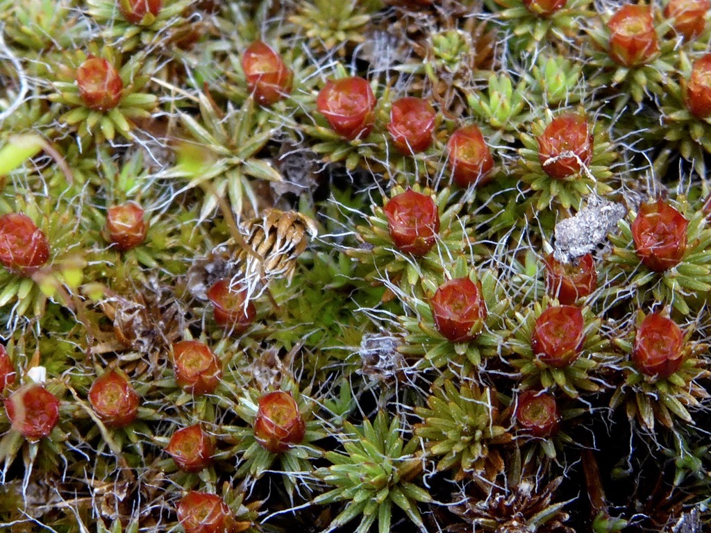 Polytrichum piliferum