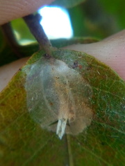 Conopomorpha cyanospila