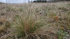 Festuca roemeri