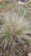 Festuca roemeri