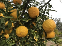 Citrus × junos