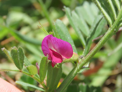Vicia sativa
