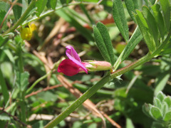Vicia sativa