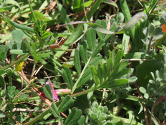 Vicia sativa