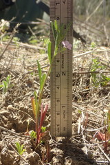 Convolvulus simulans