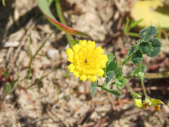 Hedypnois rhagadioloides