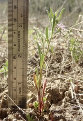 Convolvulus simulans