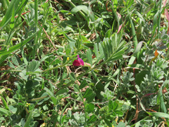 Vicia sativa