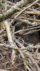 Erithacus rubecula