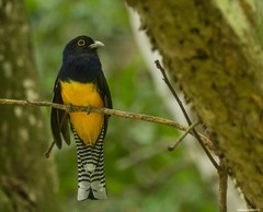 Trogon violaceus