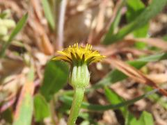Hedypnois rhagadioloides
