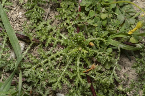Image of Blunt-Scaled Chamomile (Cota amblyolepis) by (c) Eleftherios Katsillis, some rights reserved (CC BY)