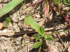 Hedypnois rhagadioloides