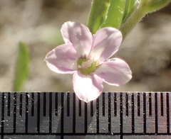 Convolvulus simulans