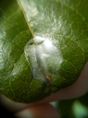 Conopomorpha cyanospila