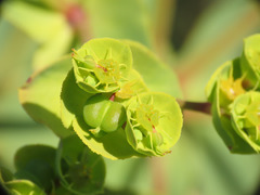 Euphorbia terracina