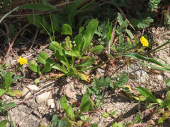 Hedypnois rhagadioloides