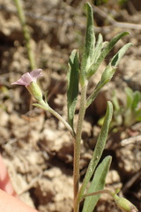 Convolvulus simulans