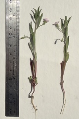 Convolvulus simulans