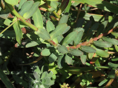 Euphorbia terracina