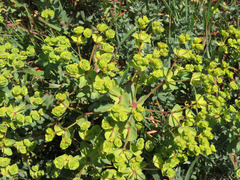 Euphorbia terracina