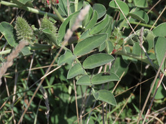 Sulla coronaria