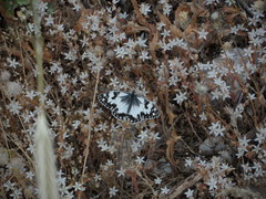 Melanargia titea