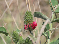 Sulla coronaria
