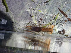 Cambarellus diminutus