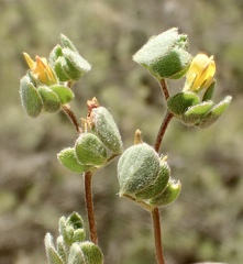 Acmispon maritimus