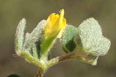 Acmispon maritimus