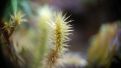 Breutelia chrysocoma