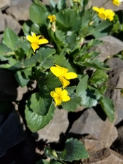 Viola purpurea quercetorum