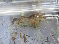 Cambarellus diminutus