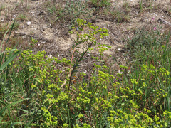 Euphorbia terracina