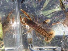 Cambarellus diminutus