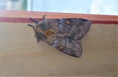 Ormiscodes amphimone