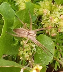 Pisaura mirabilis