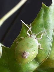 Pentatomidae