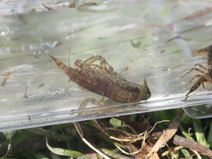 Cambarellus diminutus